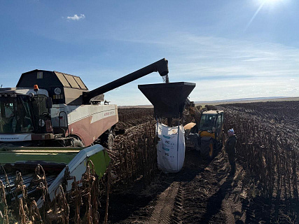 В испытаниях подсолнечника в Челябинской области Ратник составил конкуренцию импортному гибриду 